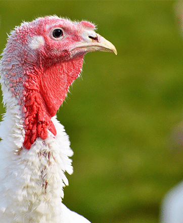 turkey turkey